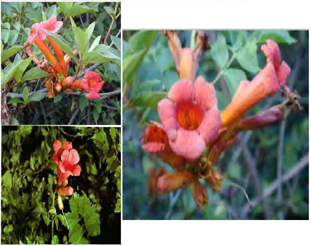 ORANGE Hummingbird TRUMPET COWITCH VINE Over 100 + SEEDS USA Seller