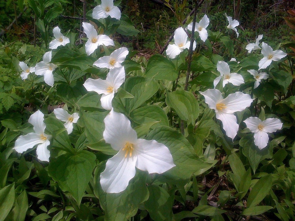 White Trillium 20 bulbs