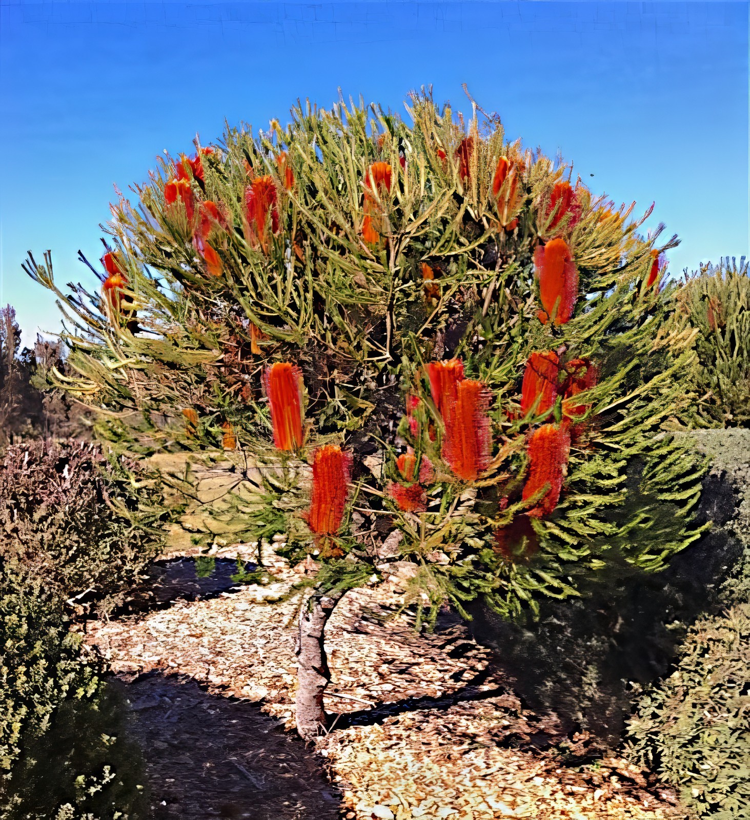 10 Lantern Banksia Tree Seeds “Fireworks” Exotic Flowering House Plant RARE