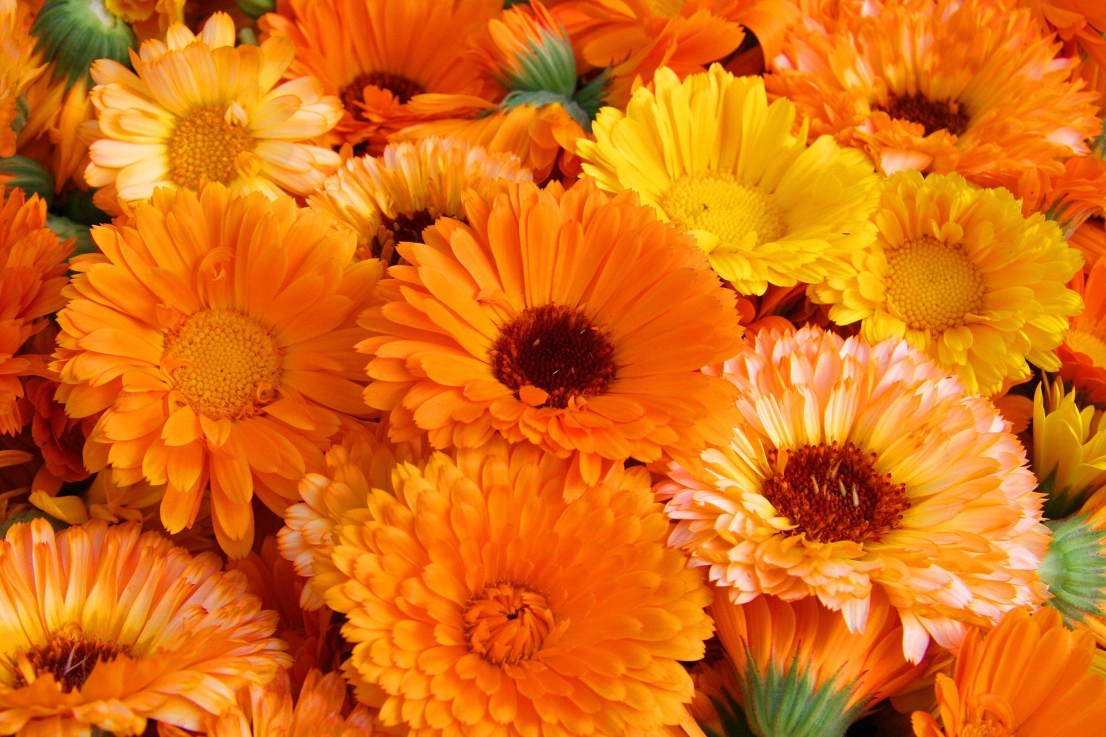 500 Mixed Colors FANCY MIX Pot MARIGOLD Calendula Officinalis Flower Seeds