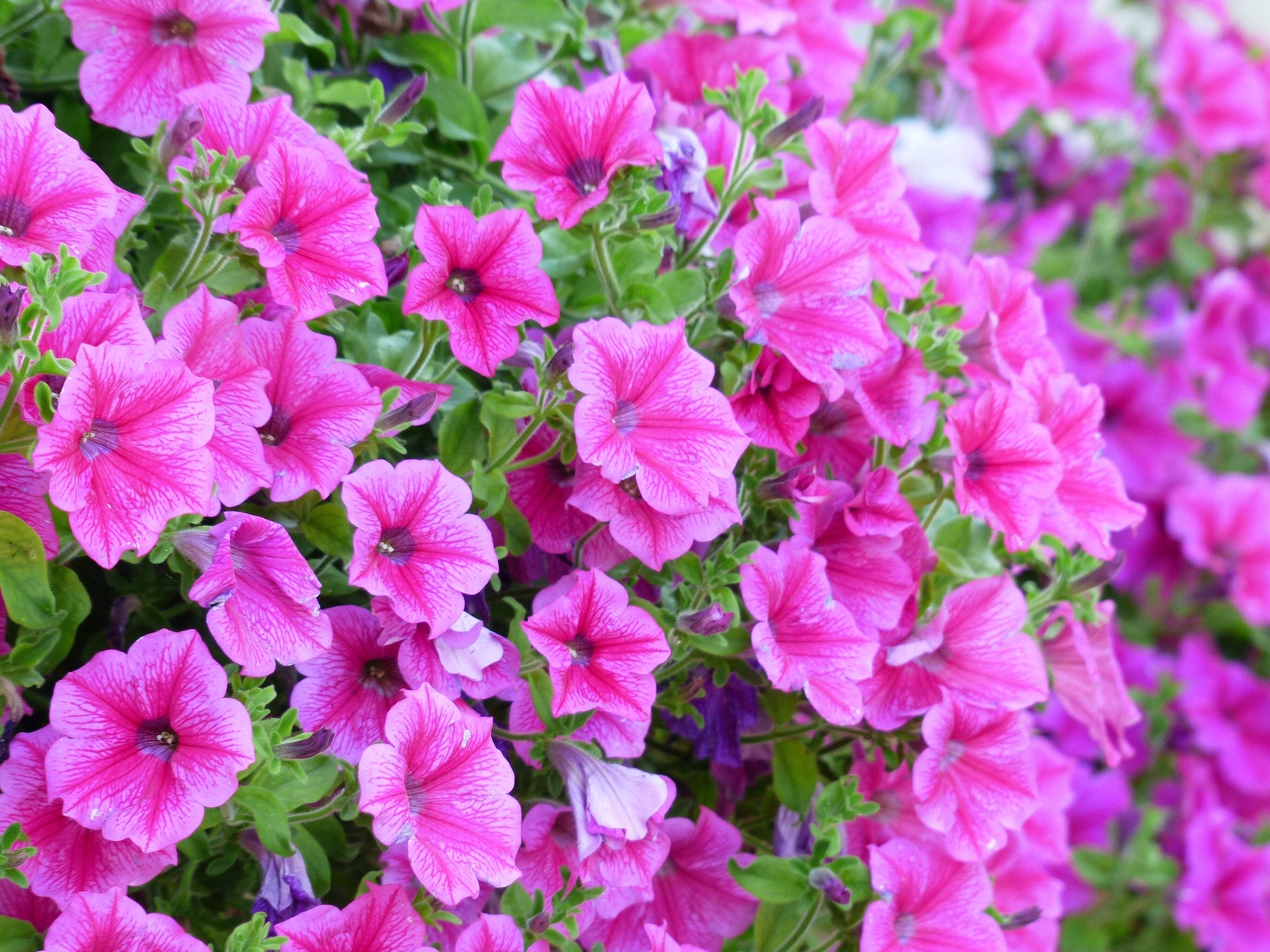 250 MIXED COLORS PETUNIA Red Pink White Purple ++ Flower Seeds *Flat S/H
