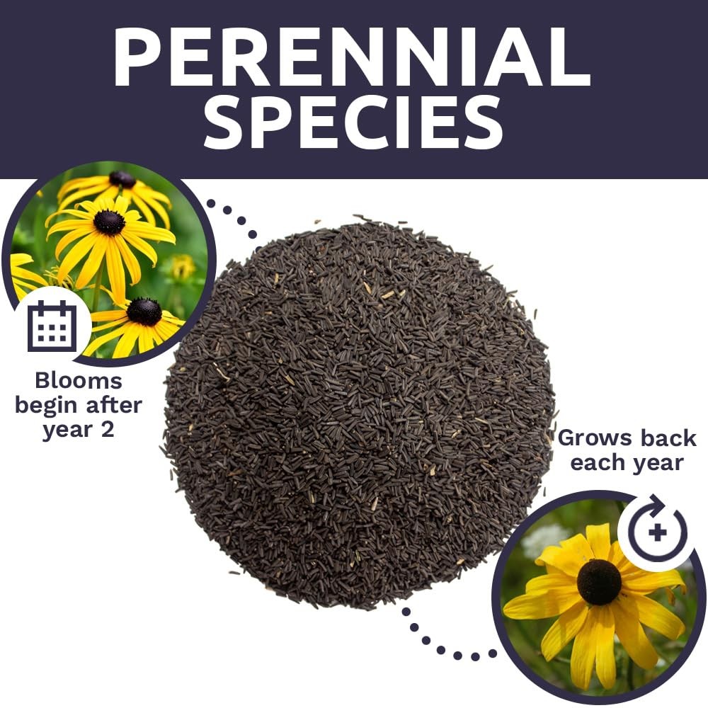Black Eyed Susan Seeds – Extra Large Packet – Over 100,000 Open Pollinated No…