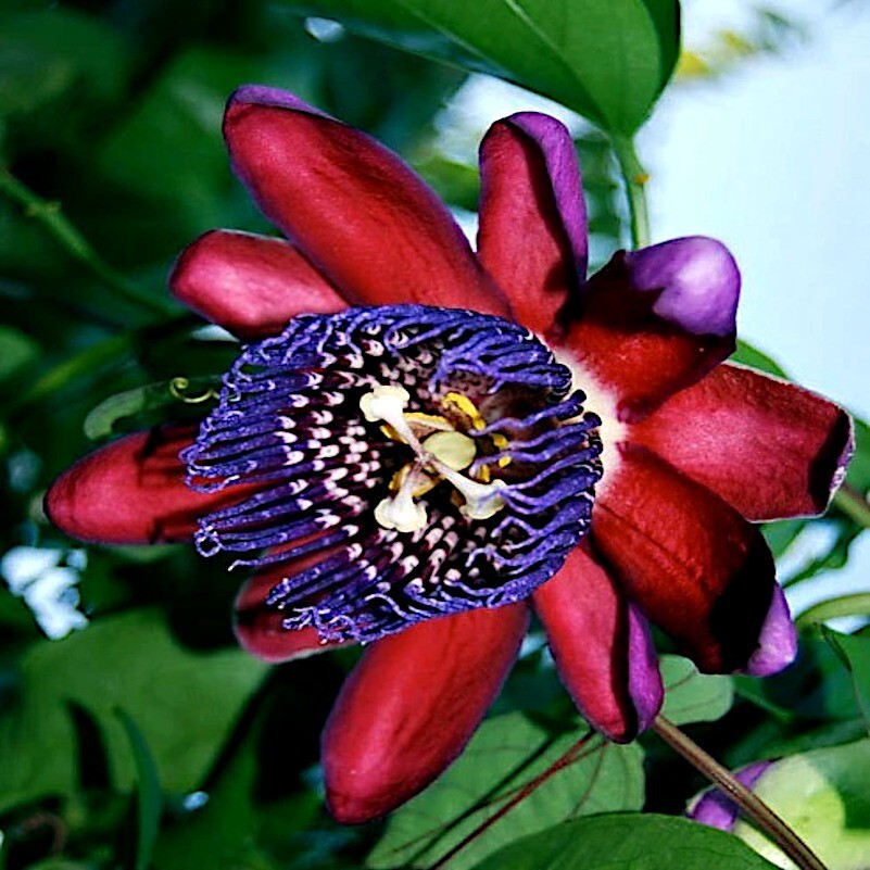 10 GIANT GRANADILLA SEEDS Passiflora quadrangularis Passionfruit Flower Plant