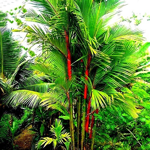10 RED SEALING WAX “LIPSTICK” PALM TREE SEEDS (Cyrtostachys renda) House Plant