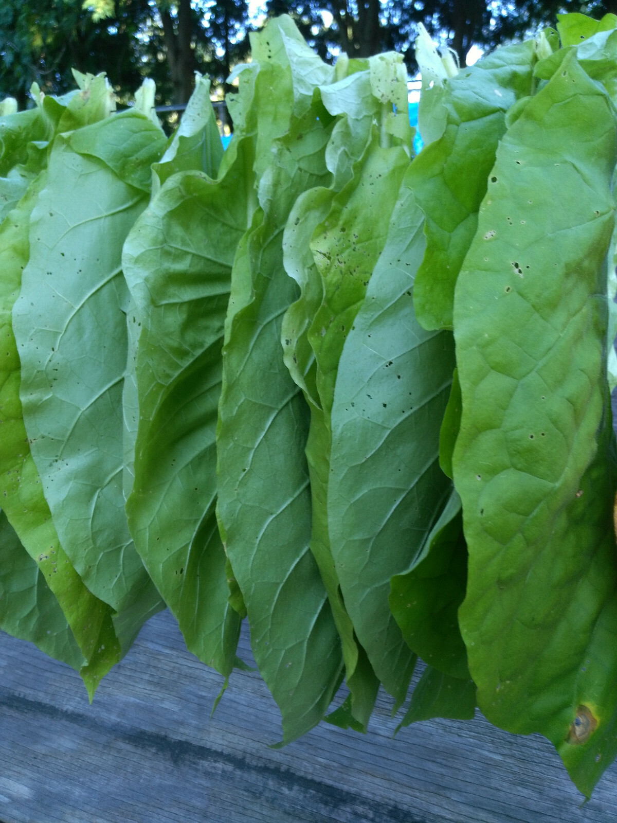 VERY RARE TRABZON TURKISH AROMATIC TOBACCO 1000 SEEDS INSTRUCTIONS INC 2022 CROP