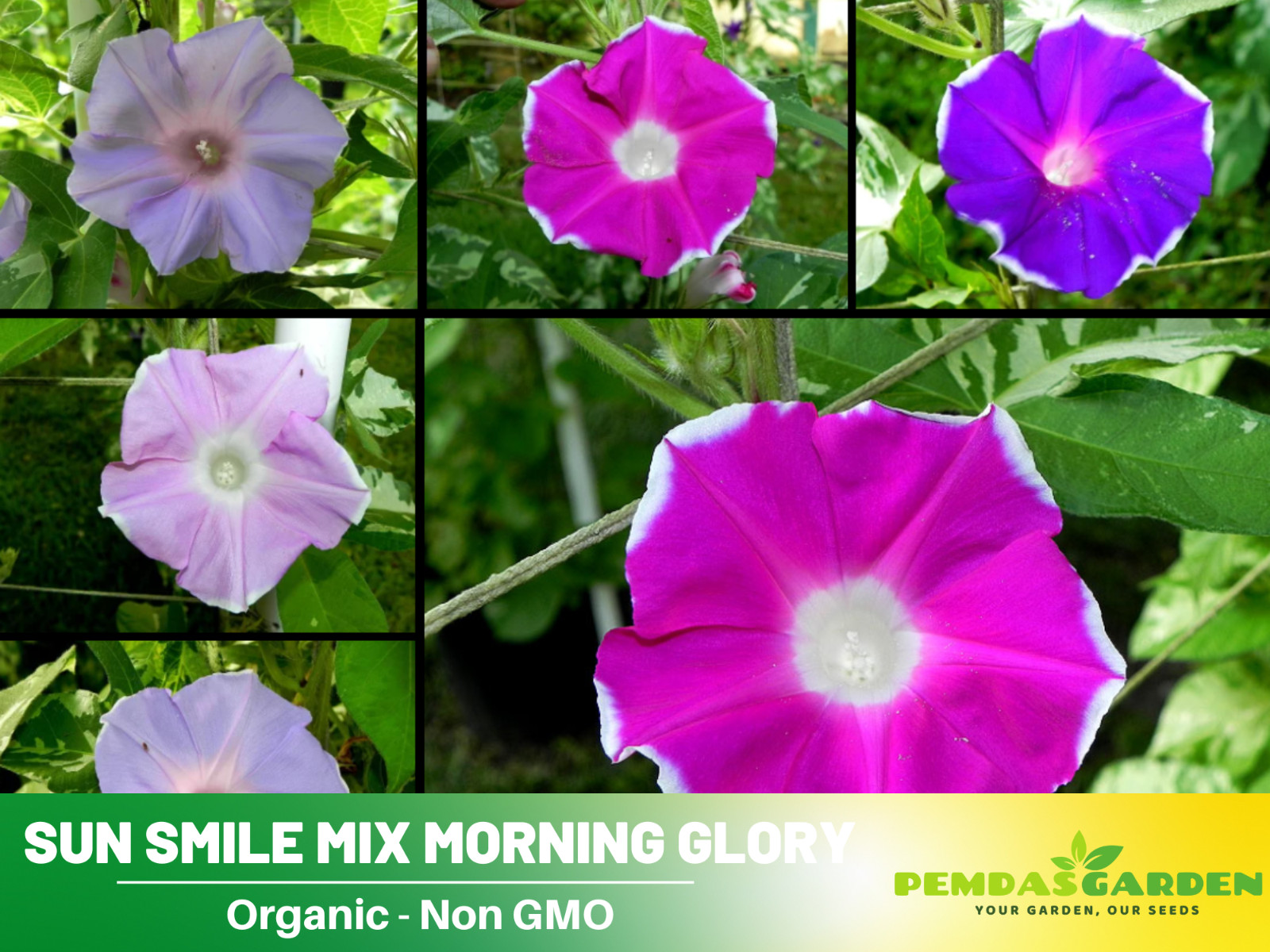 30+Seeds| Sun Smile Mix Morning Glory Seeds #F031