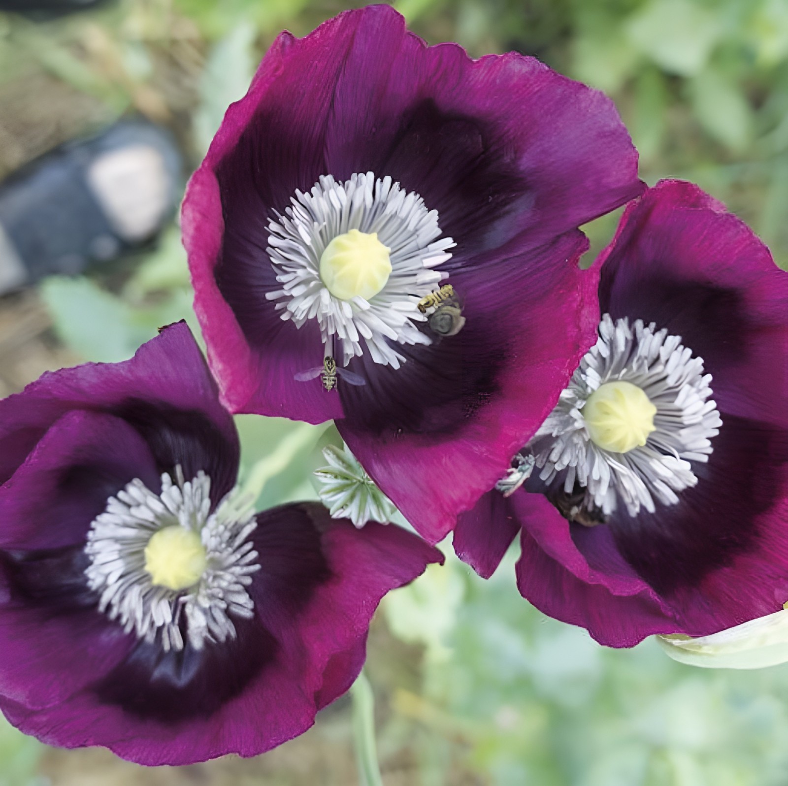 1,000 Springer Grape Poppy Seeds – P. Somniferum – Giant Blooms- Dark Purple!