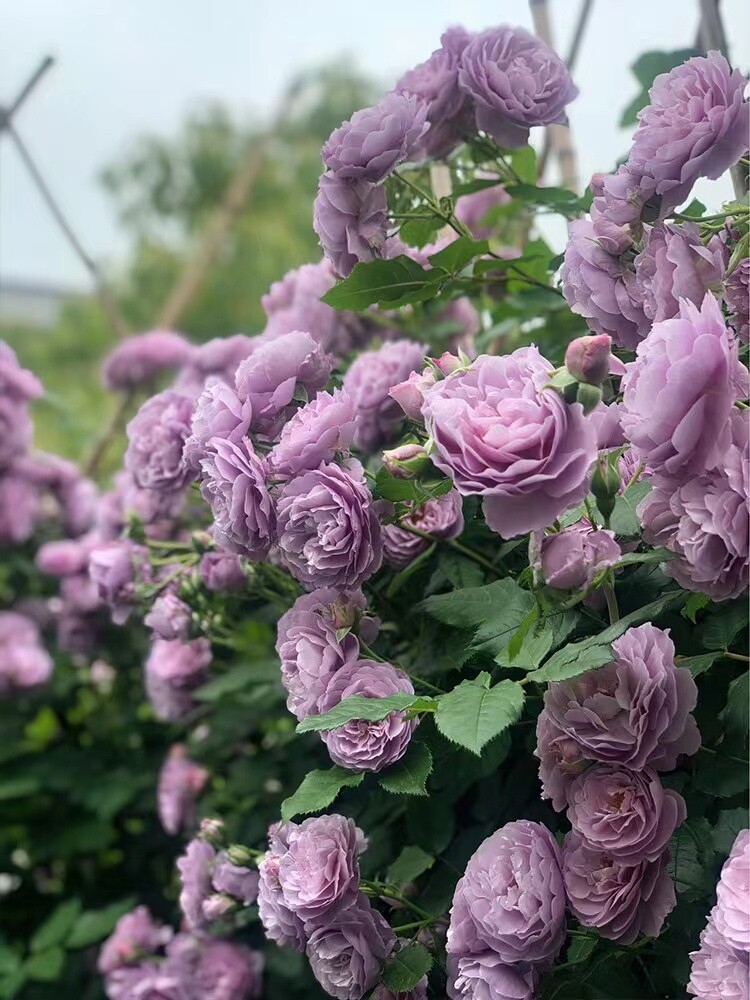 20 SEEDS for Violet RARE CLIMBER climbing Rose flower exotic plant USA Seller