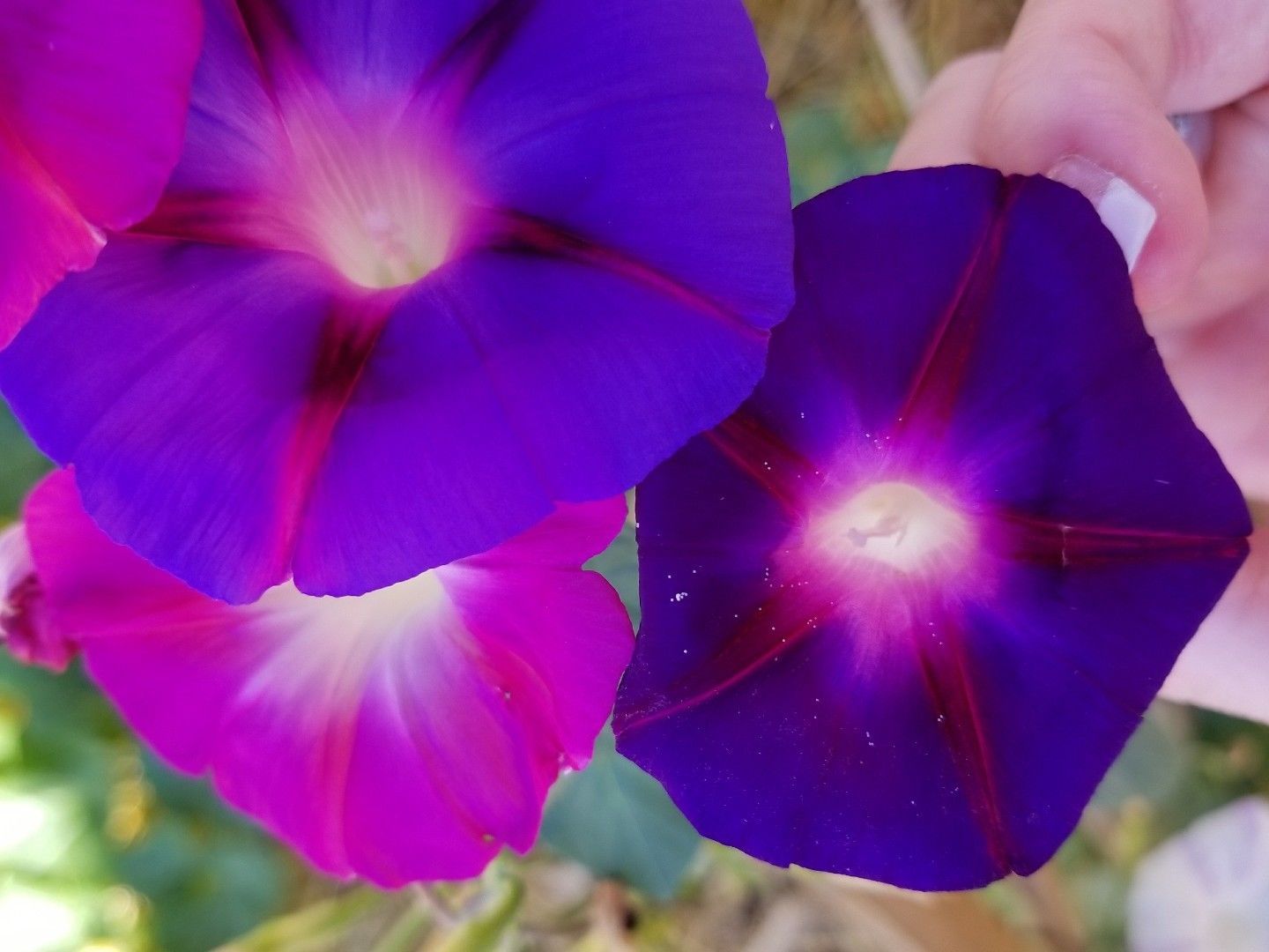 Morning Glory, Tall Mixed Wildflower Seeds, NON-GMO, FREE SHIPPING