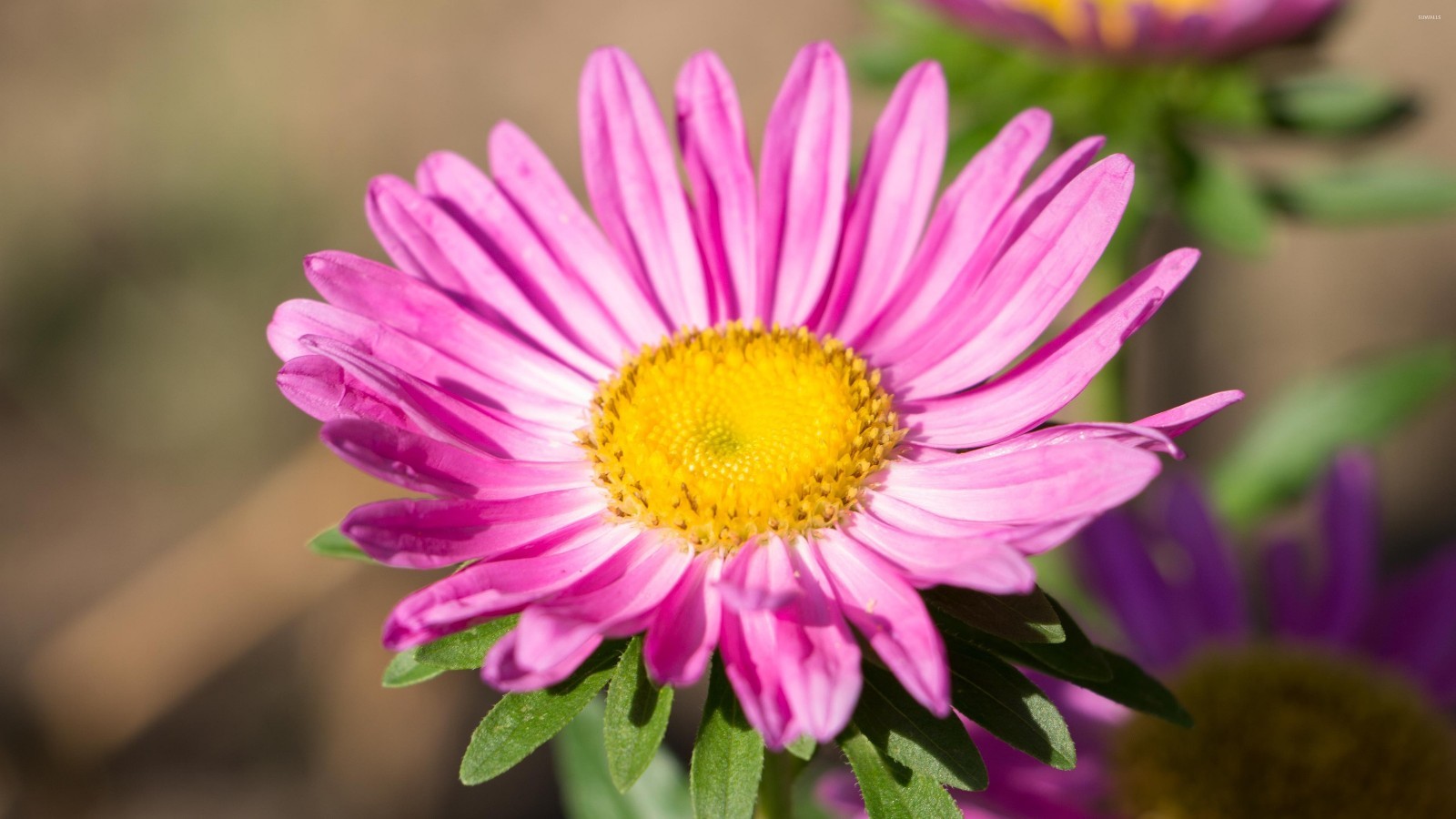 301+GIANT CALIFORNIA CHINA ASTER Mix Seeds Cut Flowers Summer Garden Container
