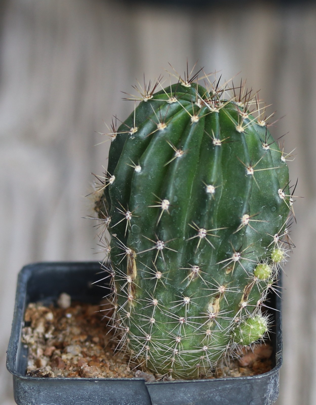 Echinopsis hybrid ‘Candy Cream’
