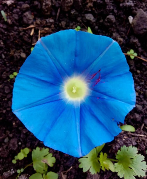 50 HEAVENLY BLUE MORNING GLORY SEEDS | SALE FREE SHIPPING NON GMO