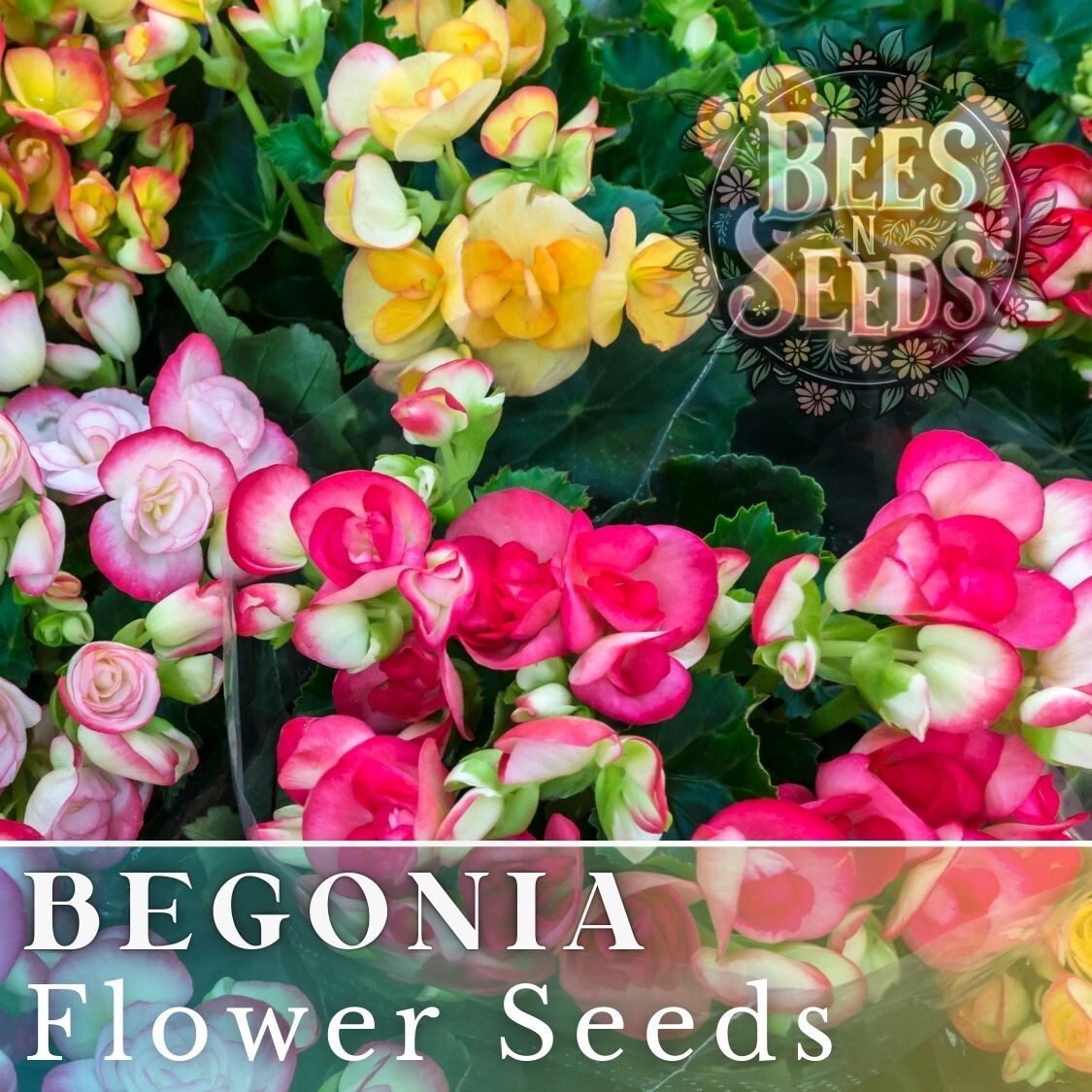 Dreamscape Blend Begonia Seeds 45 or 125 Seeds Flower, Flower Seeds, Non GMO