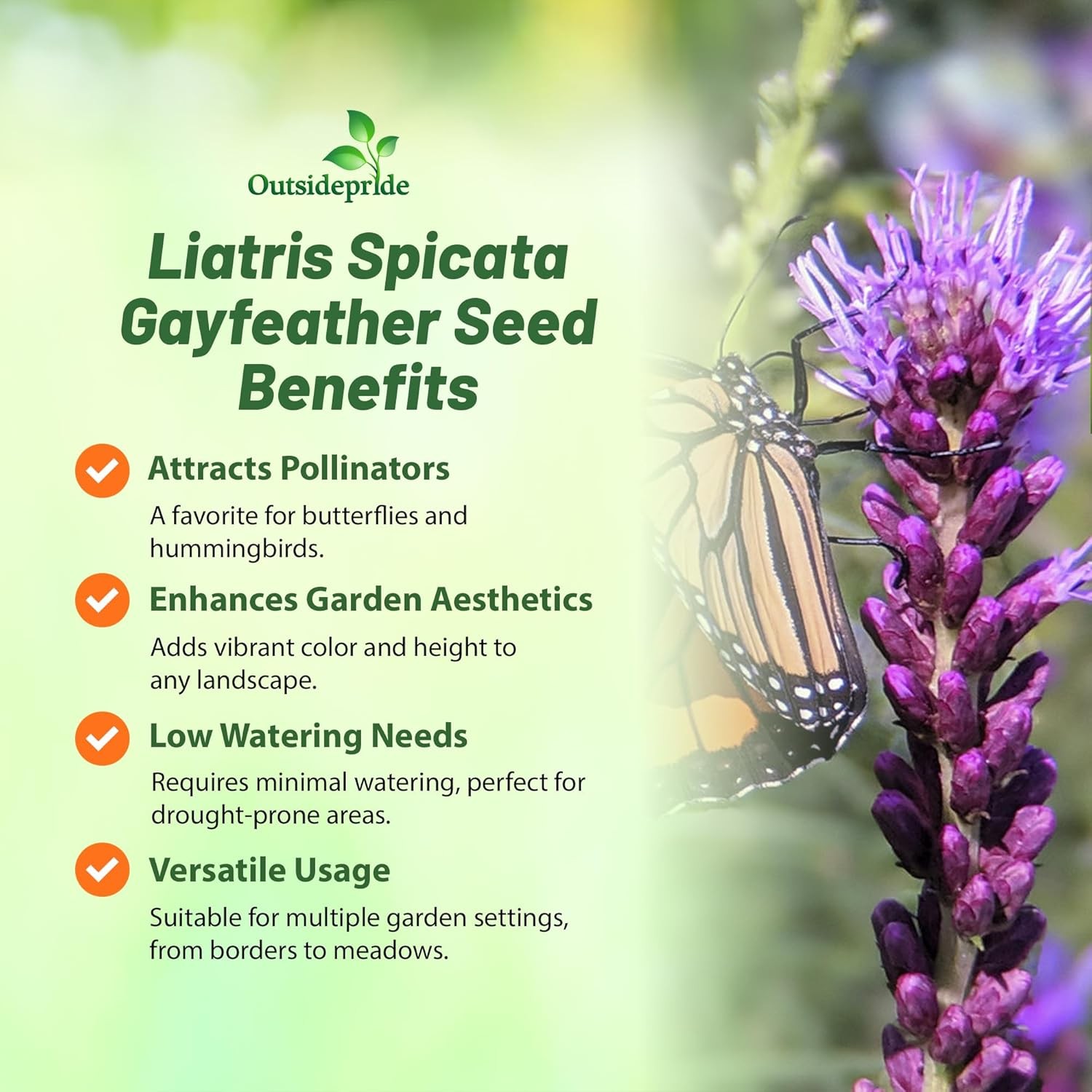 1 LB Drought Resistant Gayfeather Liatris Spicata Wildflower Plant Seed