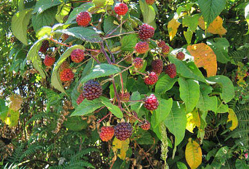Rubus glaucus | Andean Raspberry | Mora de Castilla | 20 Seeds