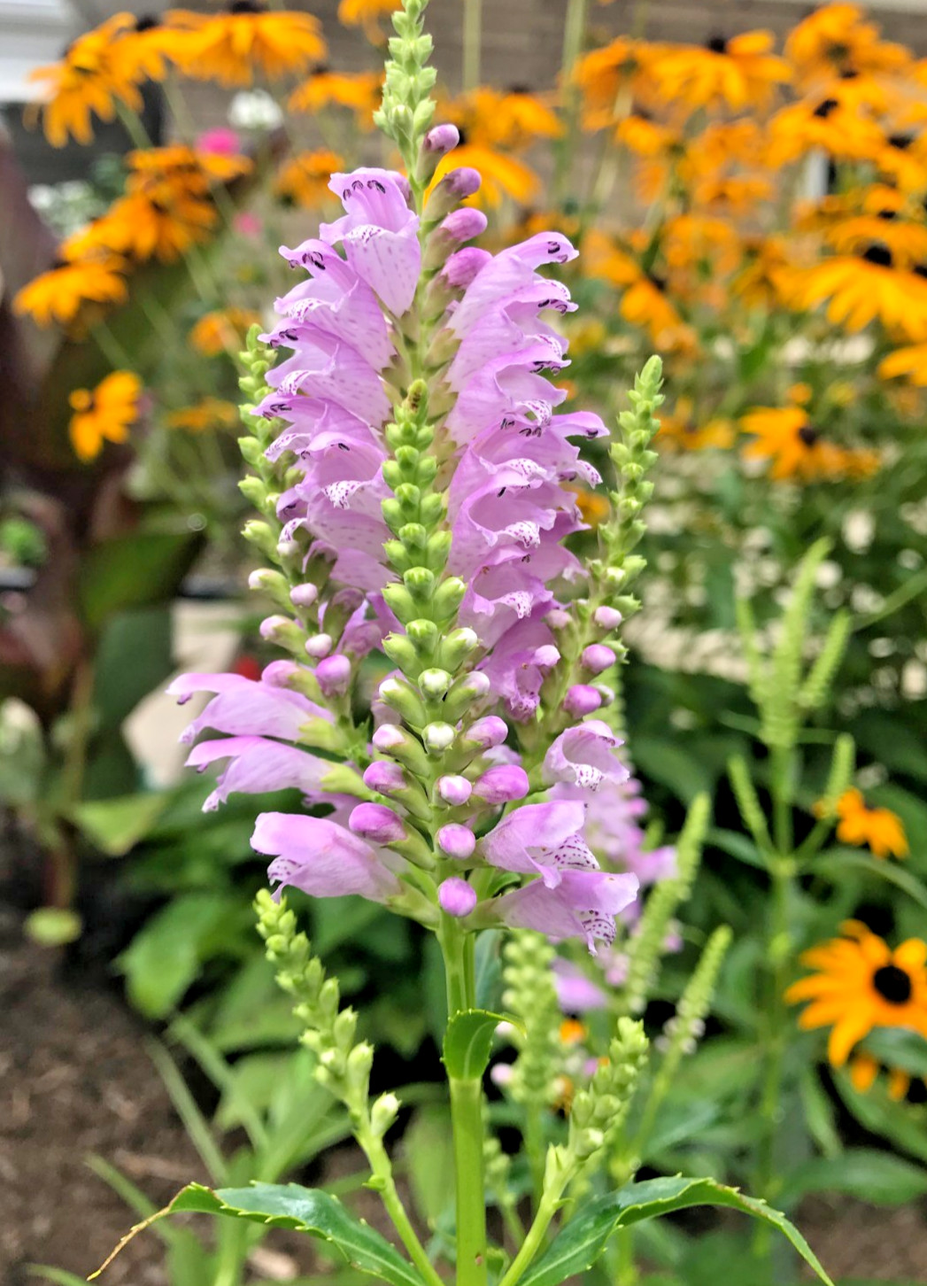 15 Live Plants Obedient Plant, Physostegia Virginiana PERENNIAL Bare Roots
