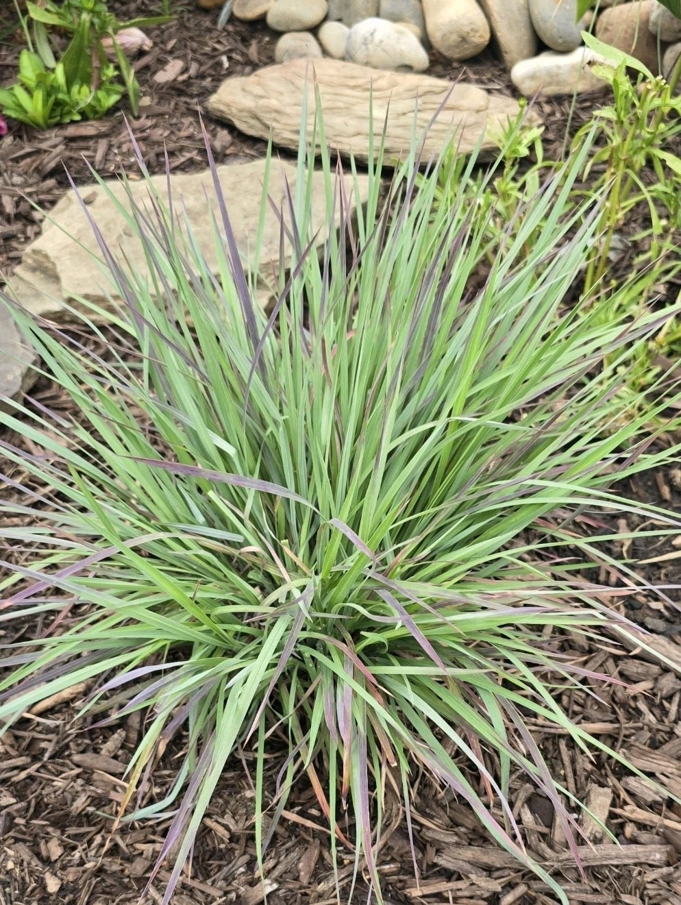 Schizachyrium Little Bluestem LIVE 1G Ornamental Grass ‘Standing Ovation’ WOW!
