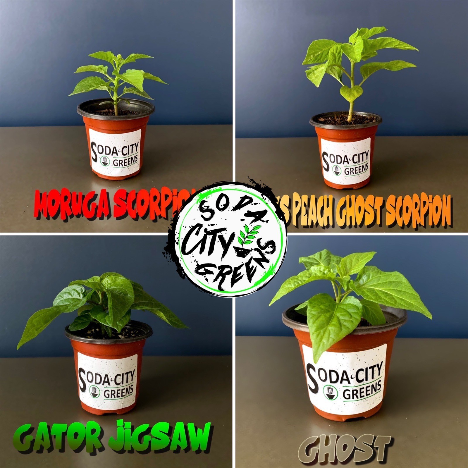 Peter (P***S) Red Pepper Seeds