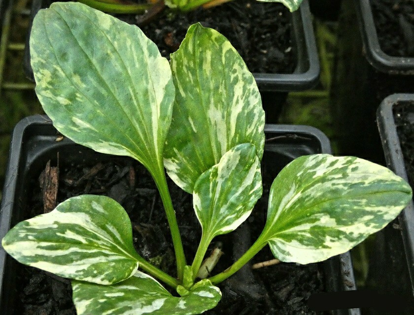 Variegated Plantain ~Plantago major ‘variegata’~ Green & White Marbled Foliage