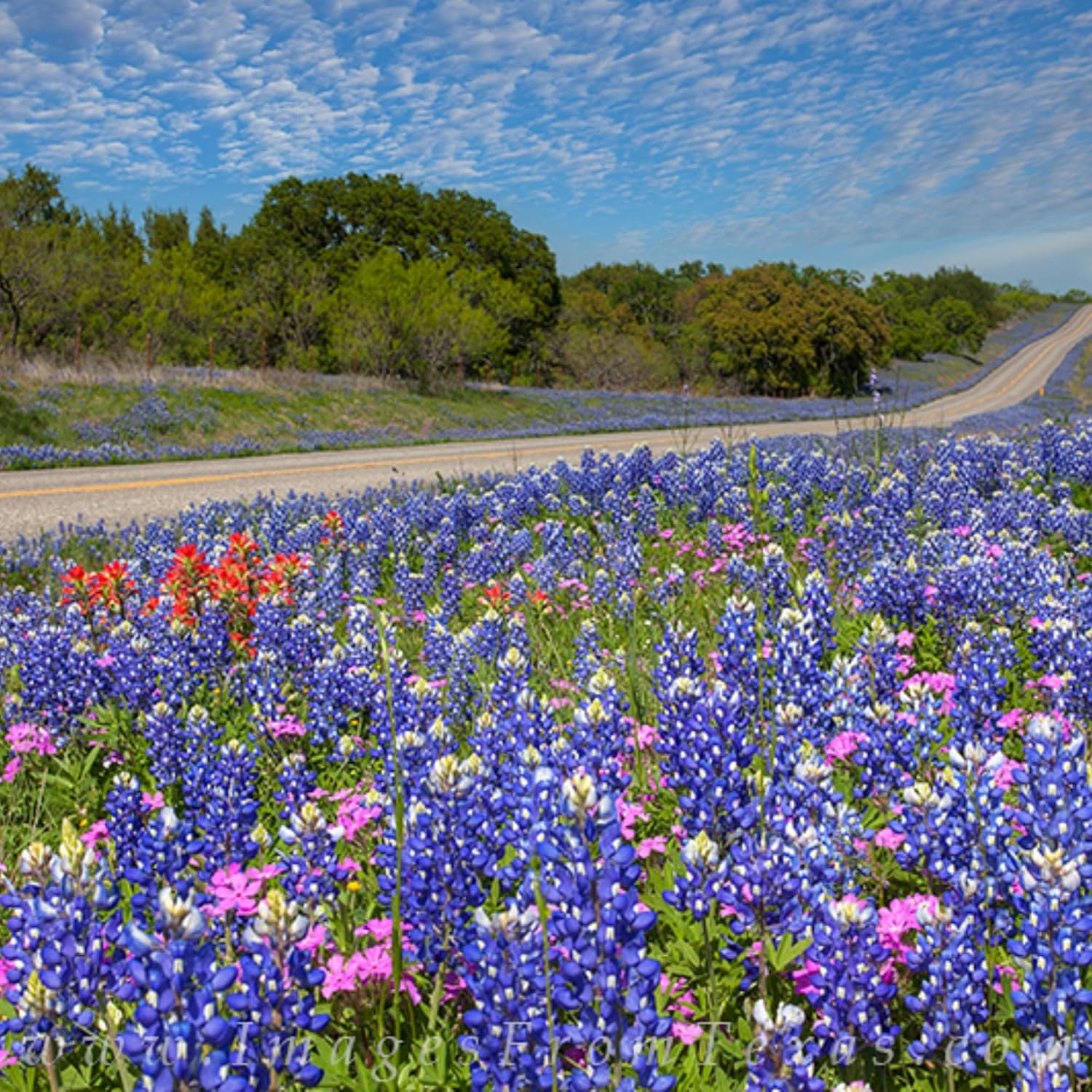 1000+ Texas Bluebonnet Seeds for Planting – Annual Lupinus Texensis, Heirloom Qu