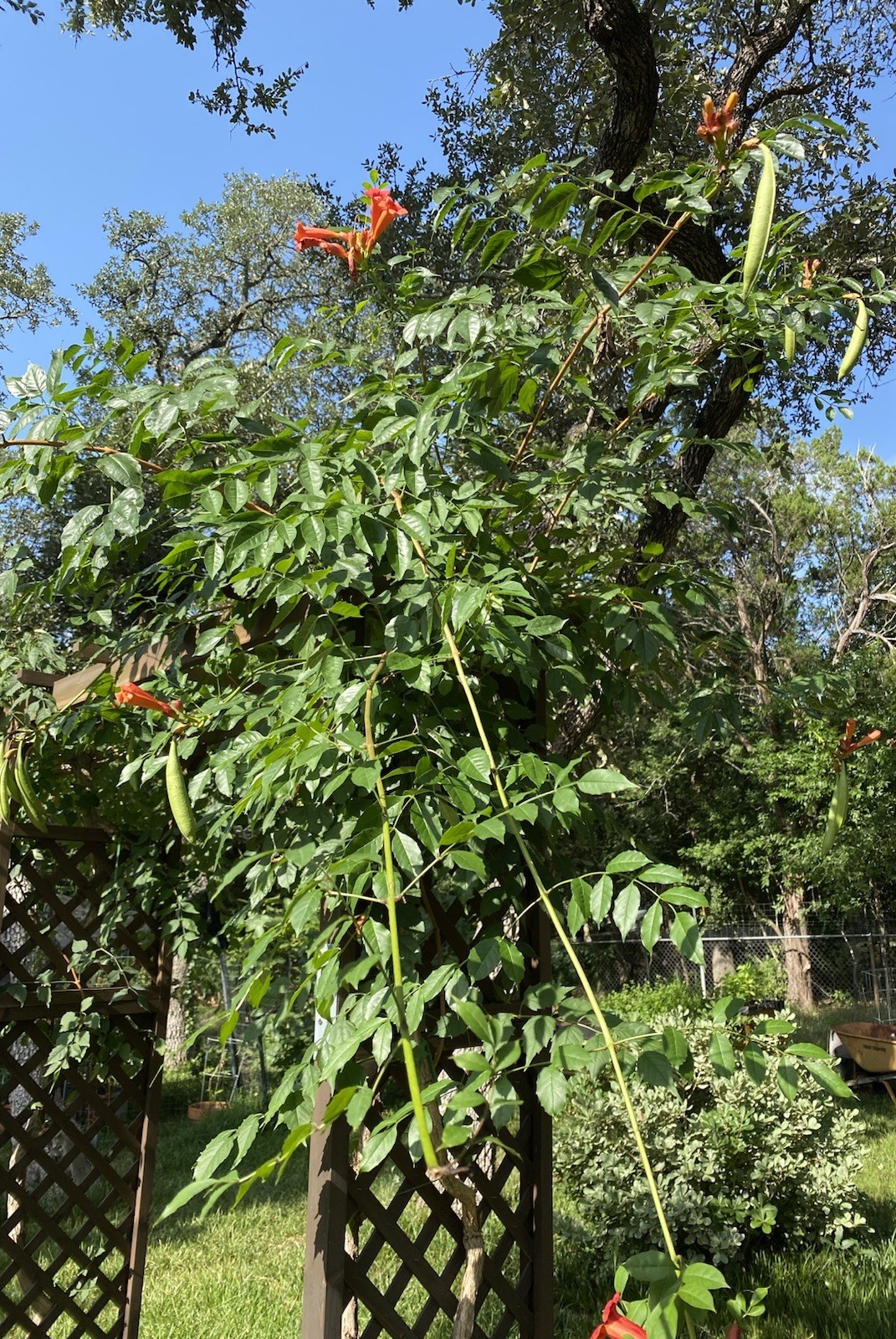 Orange Hummingbird (or Trumpet) Vine 25+ Seeds (Creeping Vine Plant) Pretty!