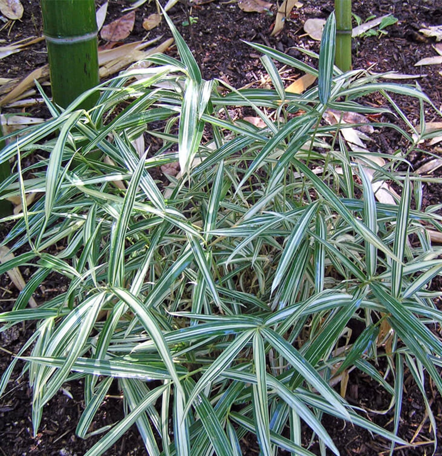 100 Dwarf Whitestripe Bamboo Seeds Perennial Ornamental Seed Privacy US SELLER