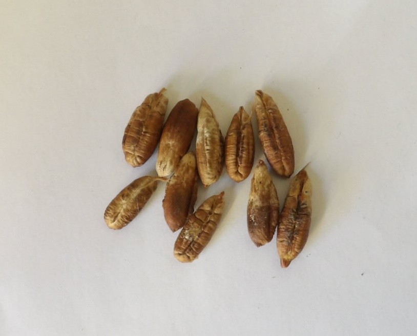 10 Medjool Date Palm Seeds (Phoenix dactylifera)