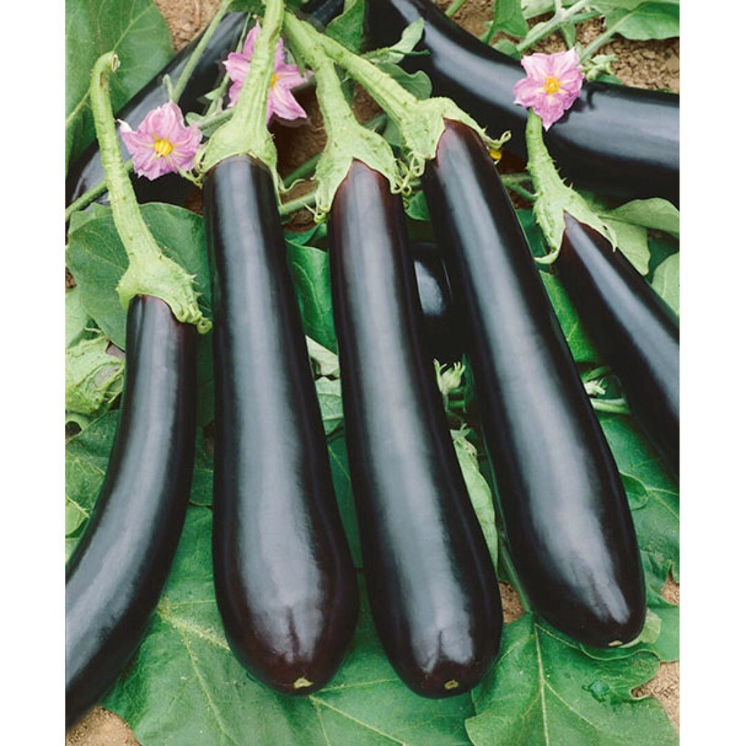 100+ Long Purple Eggplant Seeds, NON-GMO| Free Fast shipping|