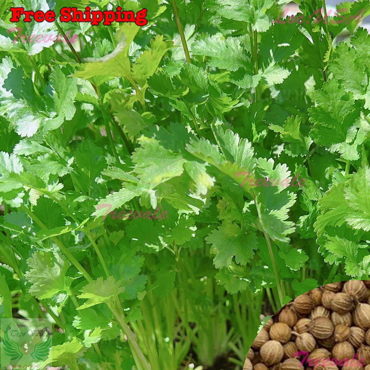 Cilantro Seeds Slow Bolt Cilantro Seeds | NON-GMO | Vegetable Seeds