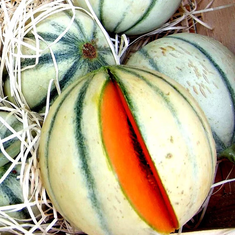 25+ CHARENTAIS MELON / CANTALOUPE — SWEET — HEIRLOOM — ORGANIC ——— RARE