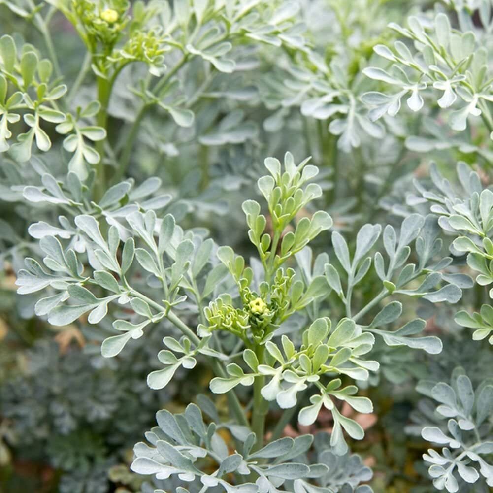 Rue 100 Seeds (Ruta Graveolens) Heirloom Herb-of Grace – Non GMO – Open Pollinat