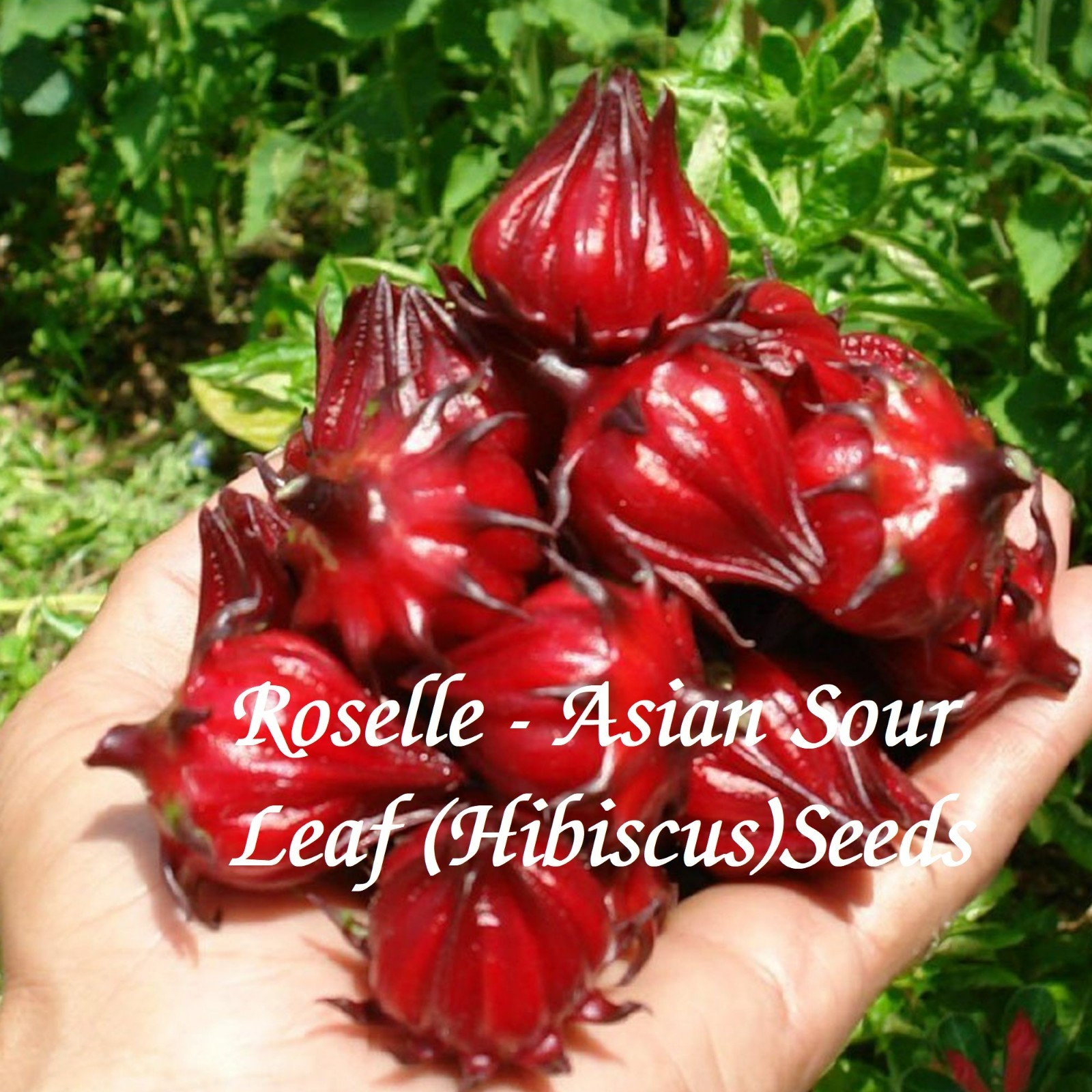Roselle ‘Jamaica Sorrel’ Asian Sour Leaf (Hibiscus)Seeds 🌺 20 Seeds