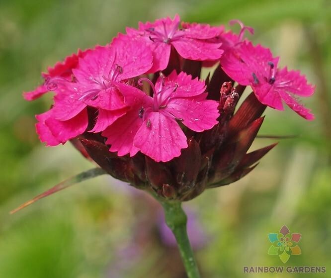 200+ Blood Pink Carnation Seeds for Garden Planting – USA – FREE SHIPPING!
