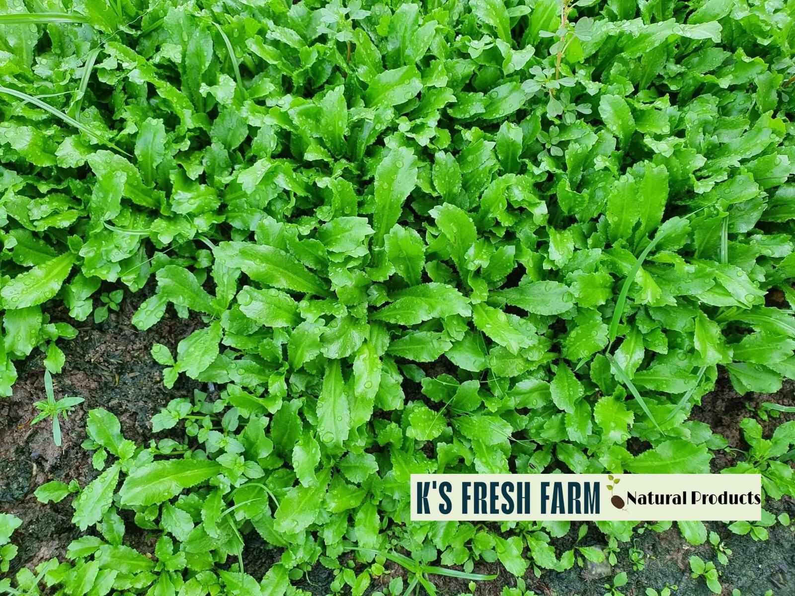 500+ CULANTRO SEEDS-NGÒ GAI-MEXICAN CORIANDER-庫蘭特羅-PUERTO RICAN-THAI PARSLEY