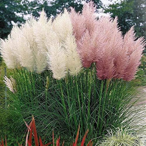 Pink Pampas Grass Seeds – 100 Seeds – Ornamental Grass for Landscaping or Decora