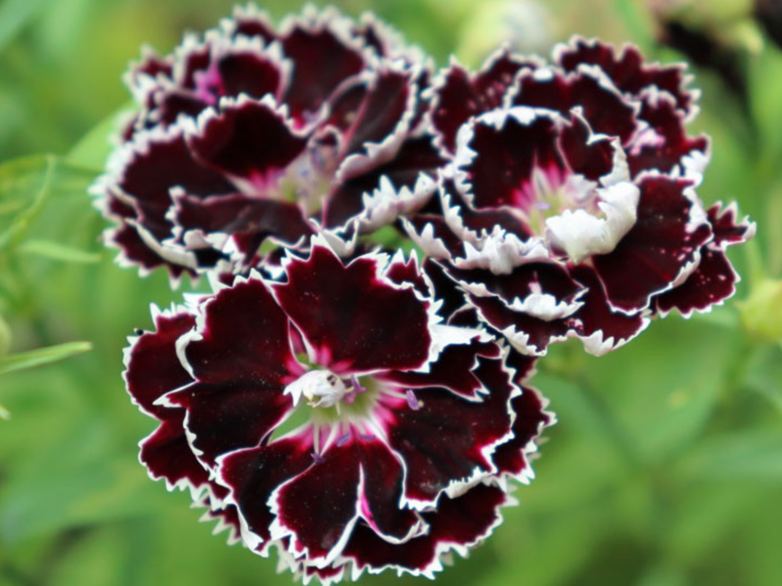 30 Seeds| China Pink ‘Black Velvet and Lace Carnations – Dianthus Flowers Seeds