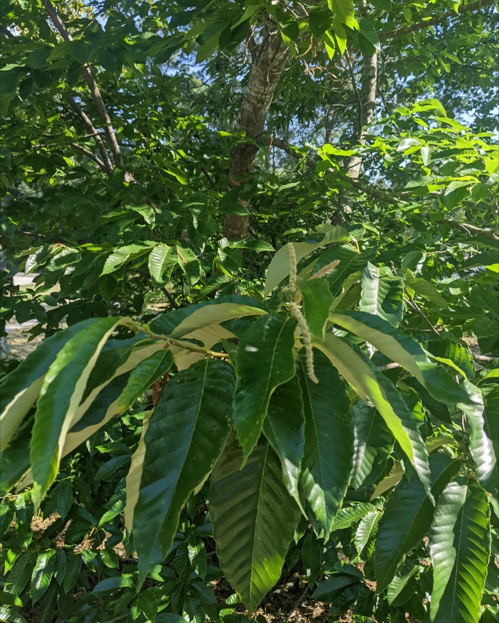 12 Chinese Chestnut Seeds (Ready to plant)