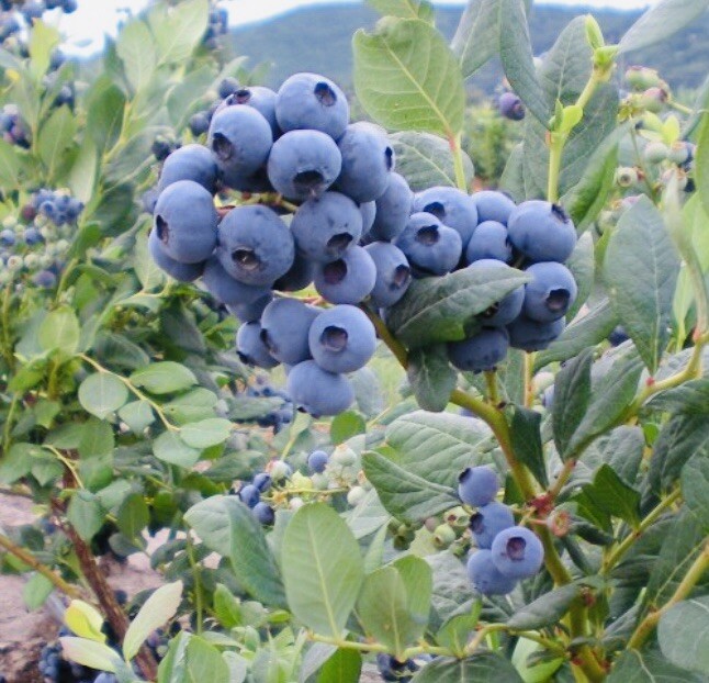 2 PACK BLUEBERRY FRUIT SEEDS SWEET NON GMO FRESH HARVEST FREE SHIPPING