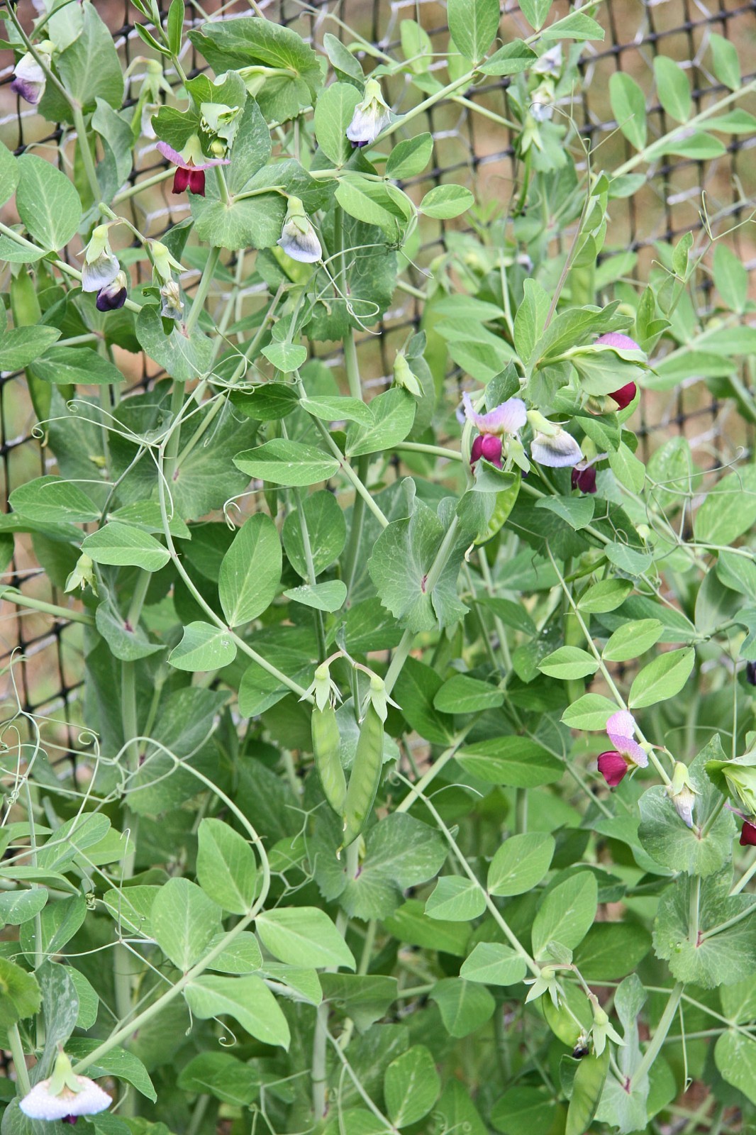 Frost Master Winter Pea Seed – 5 Lbs.