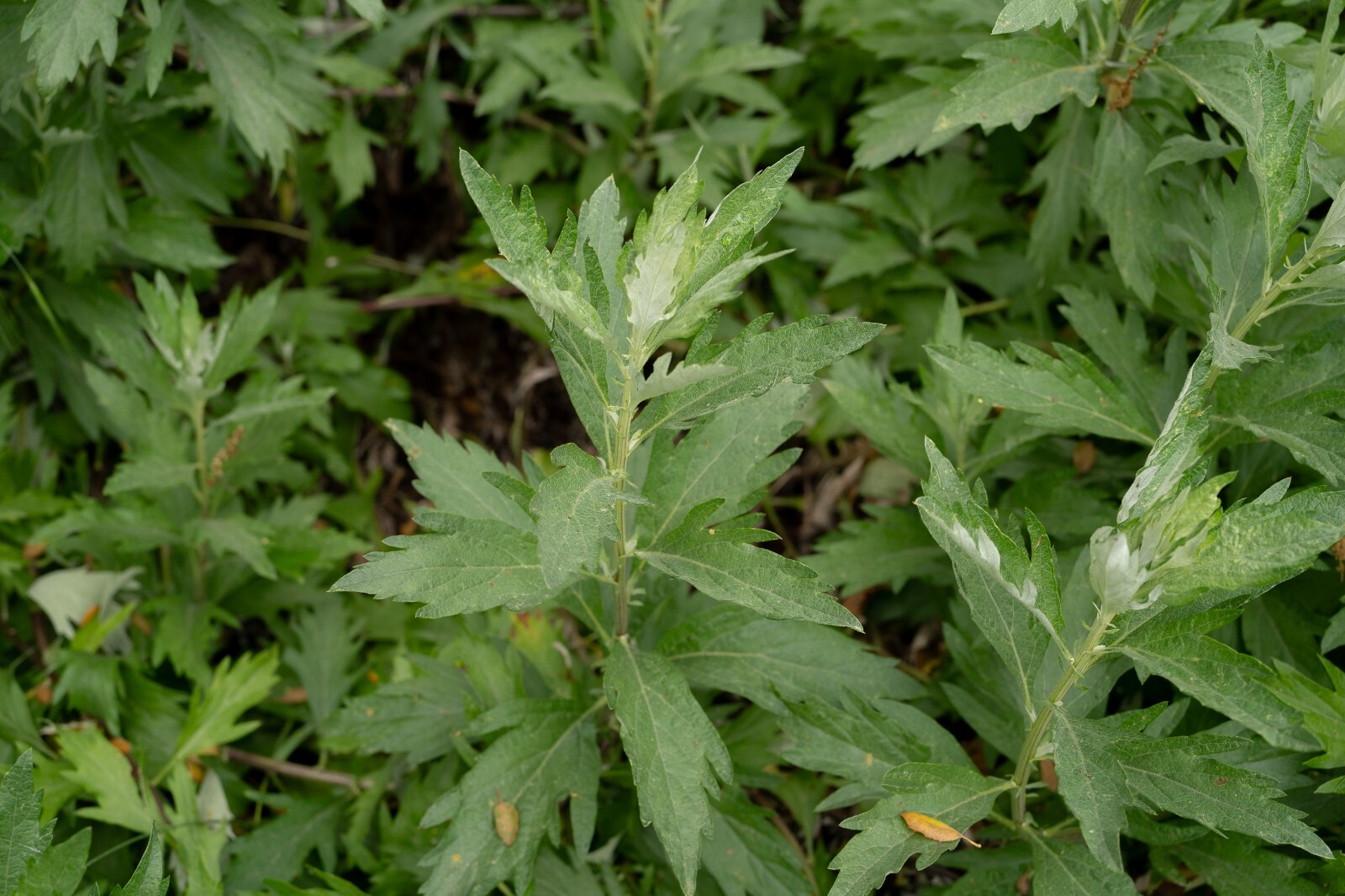 California Mugwort Seeds
