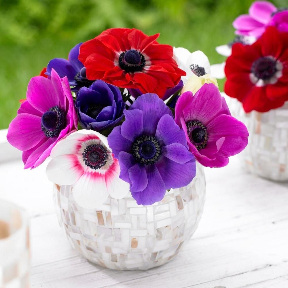 Anemone de Caen Blue Poppy and Rose ,Red Colors 40 seeds