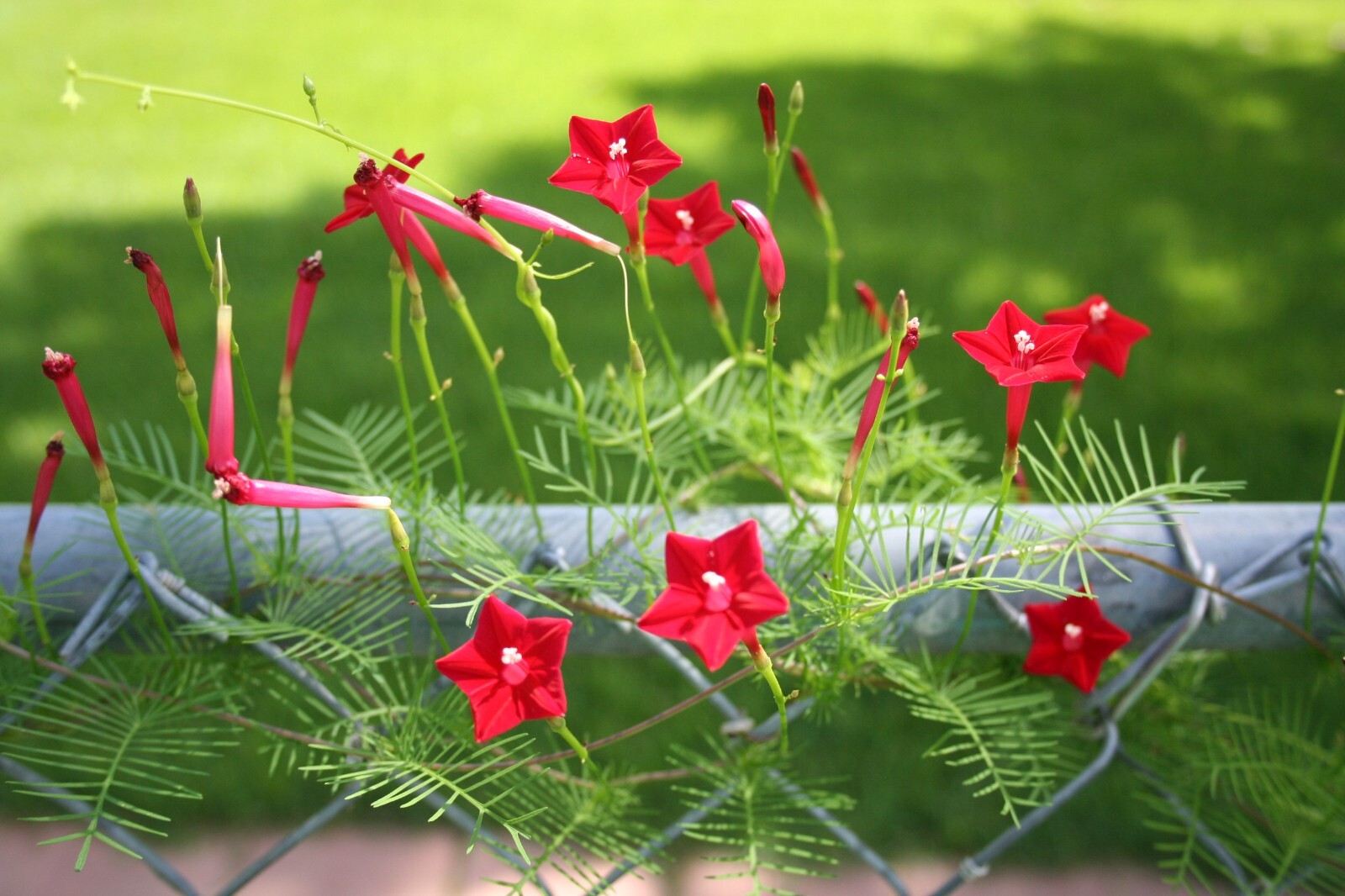 Red AND White Cardinal Vine Seeds, 25+ Each, 50+,Cypress (Ipomoea) Spring Sale!