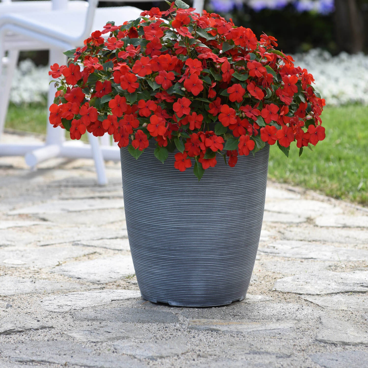 75 Seeds Bright Red Impatiens Container Plant Flower Seeds