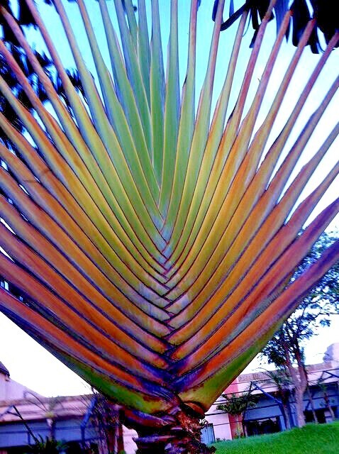 TRAVELERS PALM TREE SEEDS (Ravenala madagascariensis) Bird of Paradise Plant