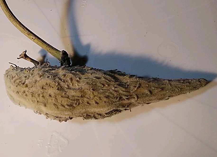 Milkweed Seeds Whole Pod Lots of seeds Heirloom garden spring summer homegrown