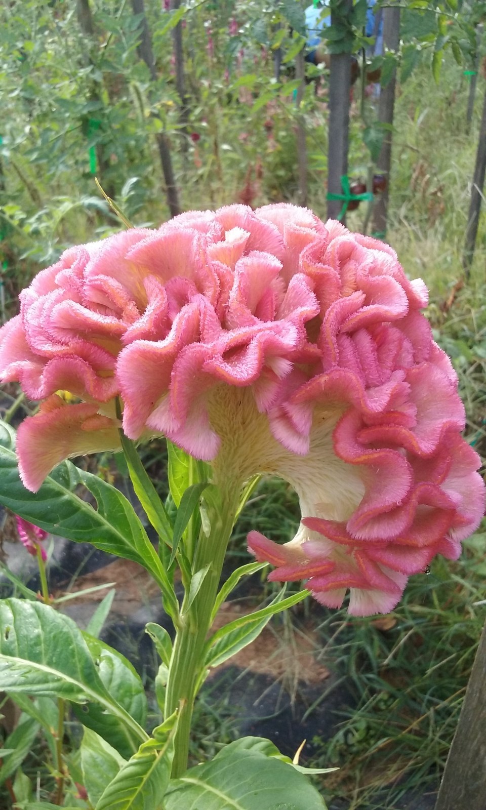 Light Pink Brain Celosia! 25 SEEDS! 2-4 ft tall Comb.S/H! OLD AMISH PLANT!