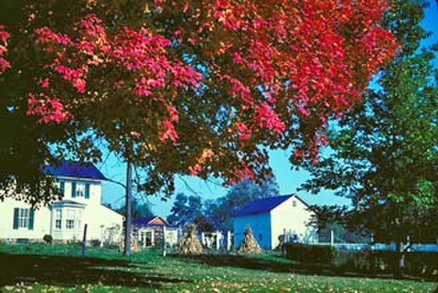 Acer saccharum | Sugar Maple | 10 Seeds