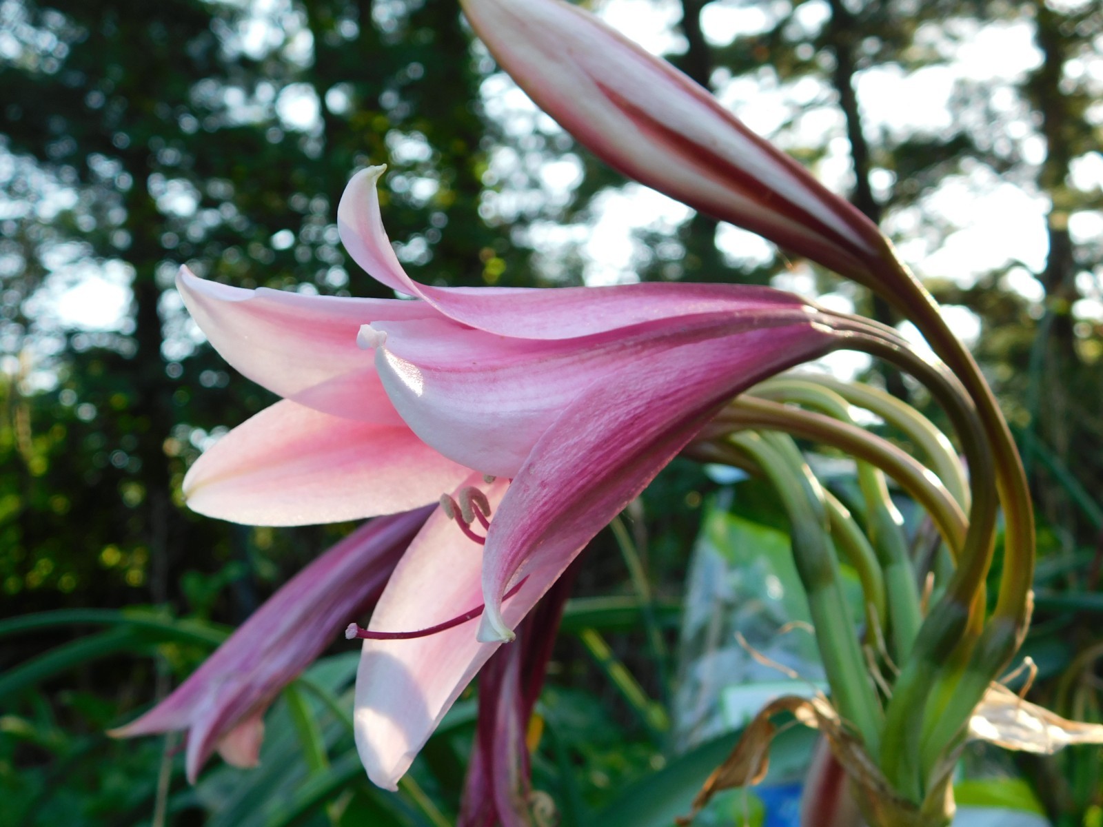 22 Oz (500 + )Crinum Bulbispermum Seeds, Cold Hardy, Orange river lily, Fresh