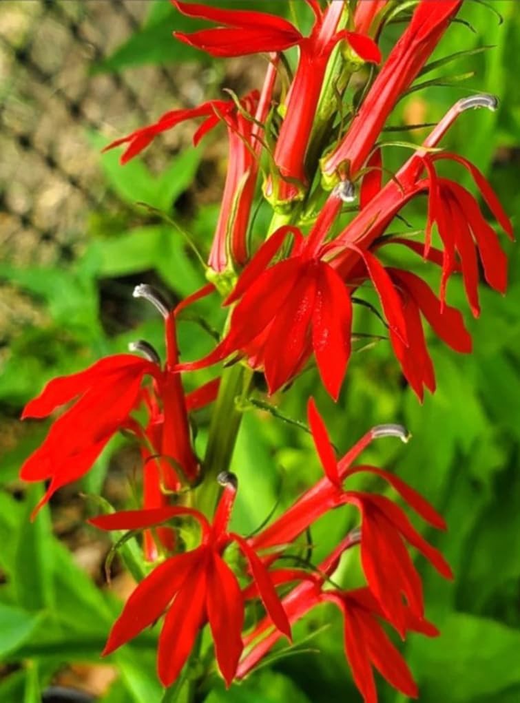 100PCS Cardinal Flower Seeds Red Lobelia Cardinalis Hummingbird Garden Plant …