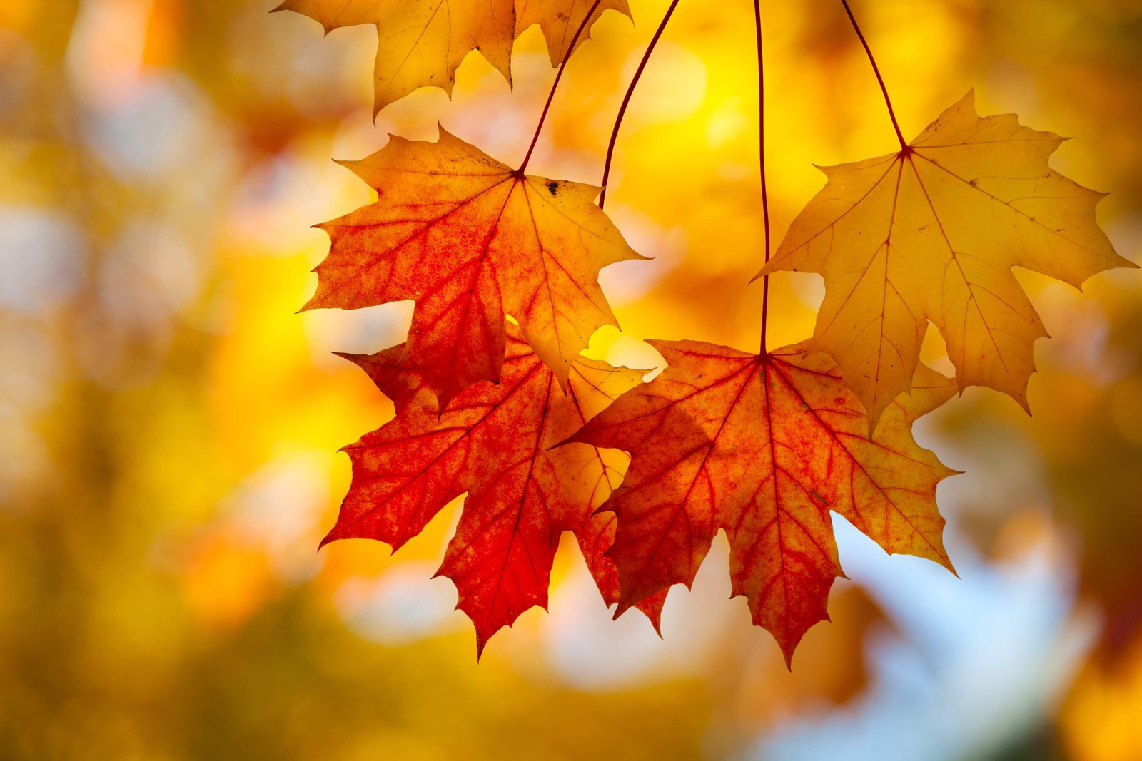 25 SUGAR MAPLE SYRUP TREE Native Rock Fall Color Acer Saccharum Seeds *Comb S/H